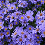 Wood's Blue Aster