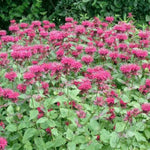 Raspberry Wine Beebalm