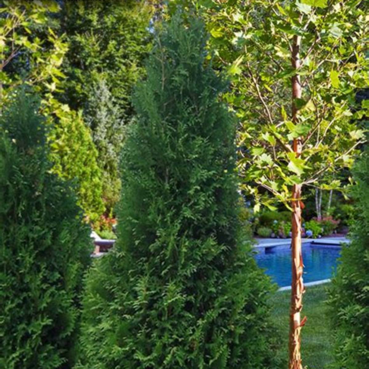 Private Jet™ Arborvitae