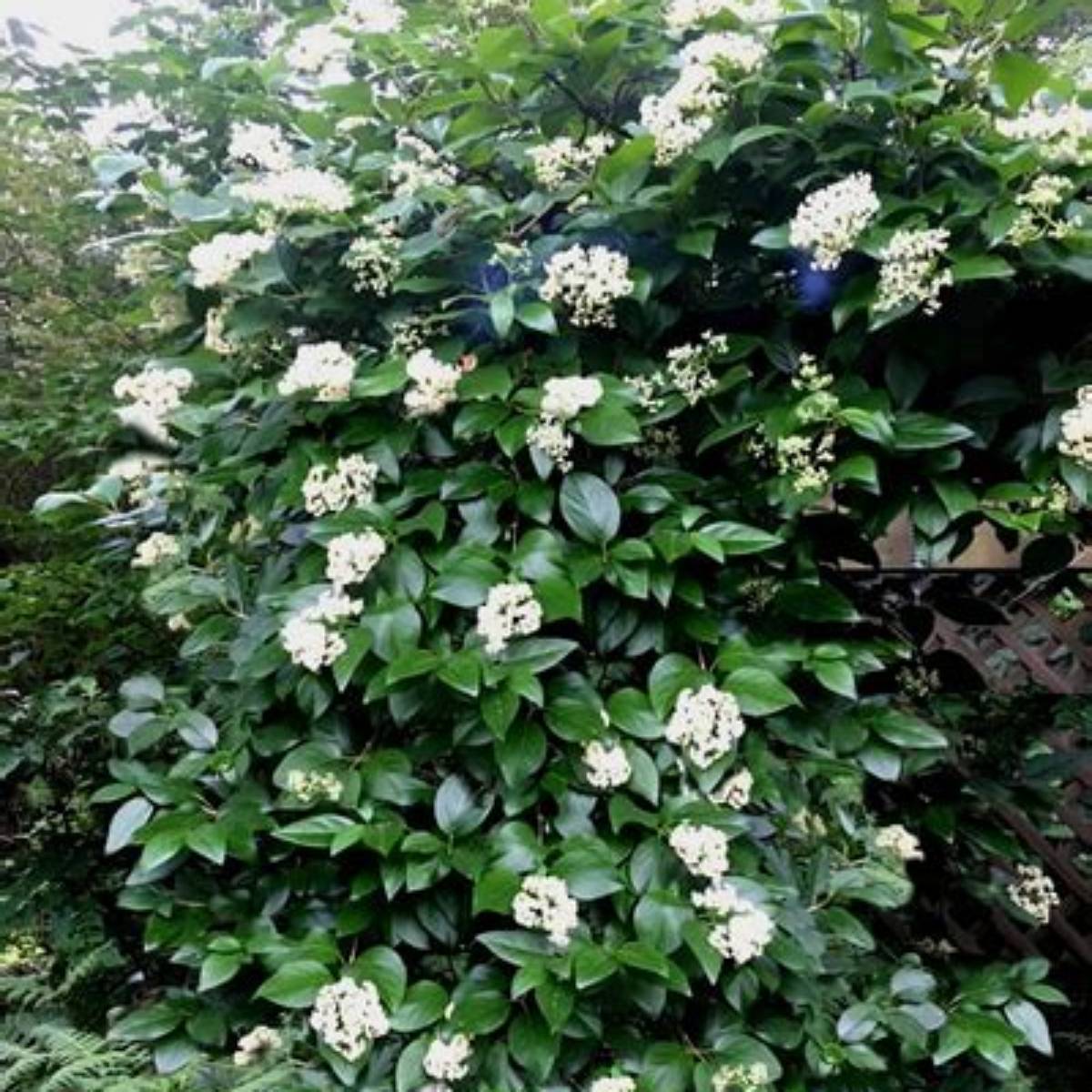 Barbara Ann Climbing Hydrangea Vine