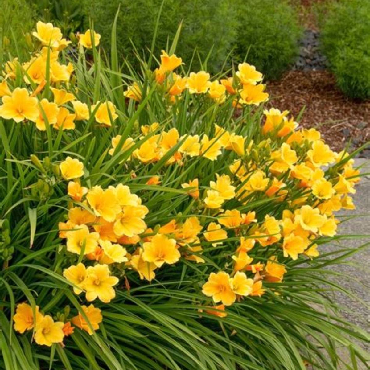 Stella Supreme Daylily