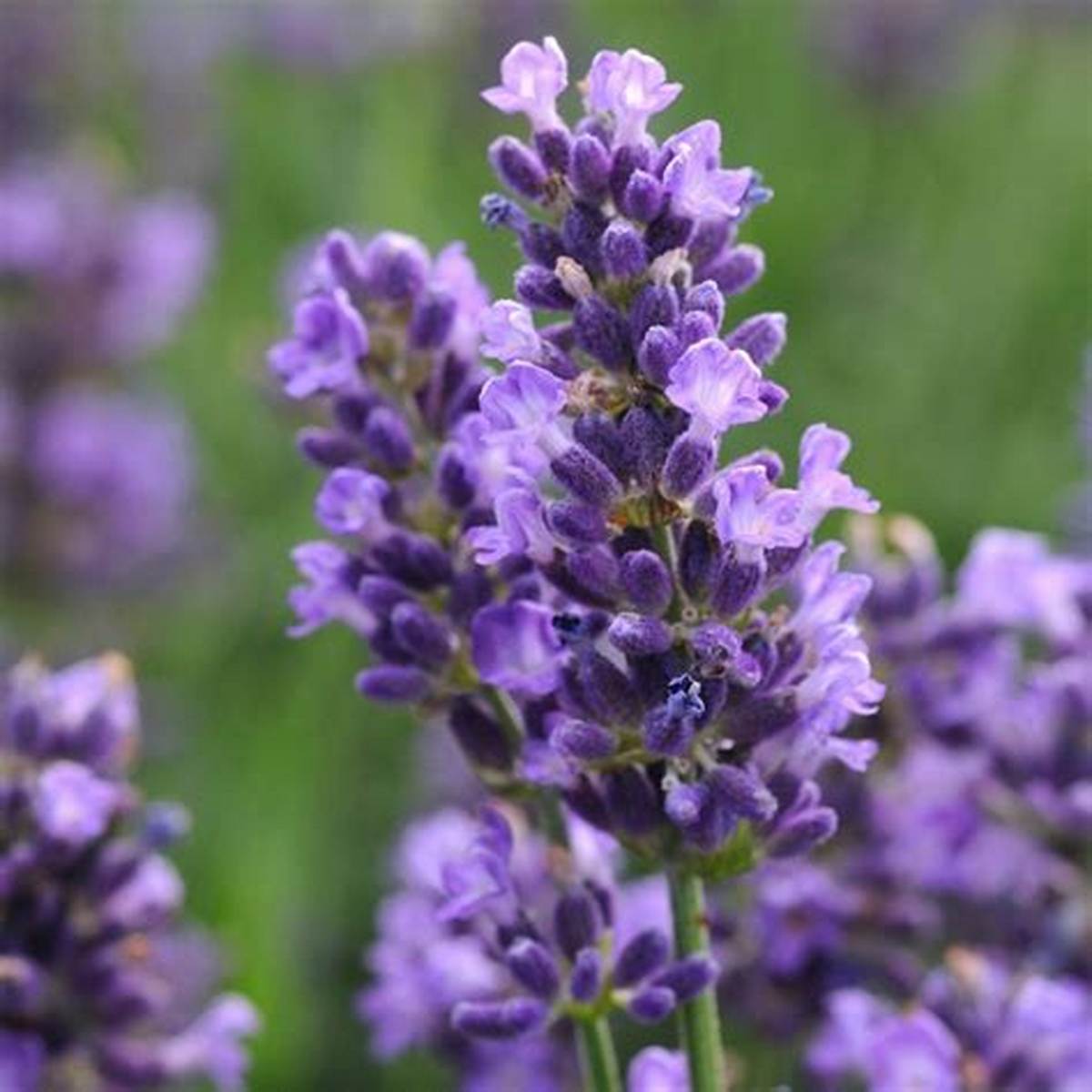 Superblue Lavender