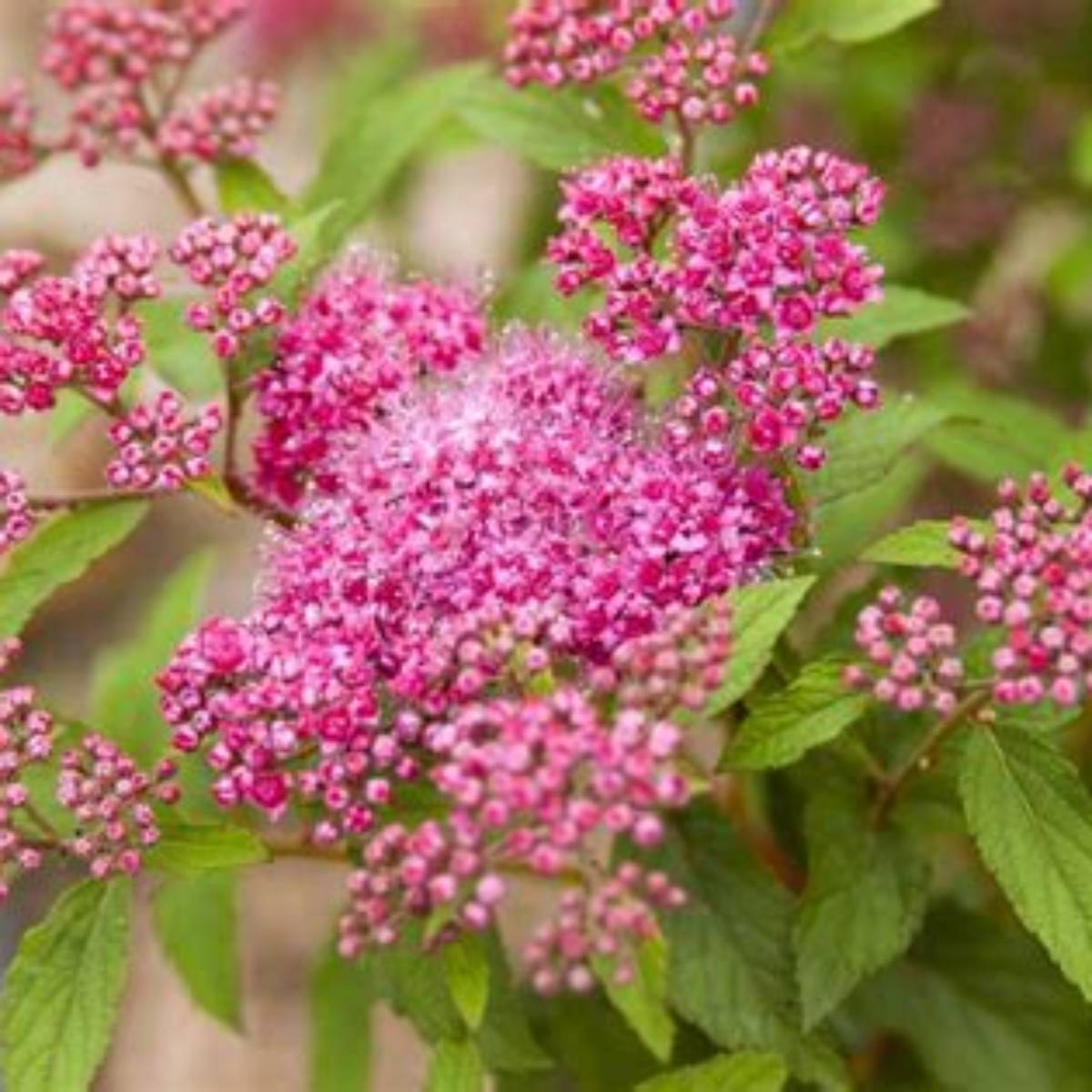 Pink Sparkler™ Birchleaf Spirea