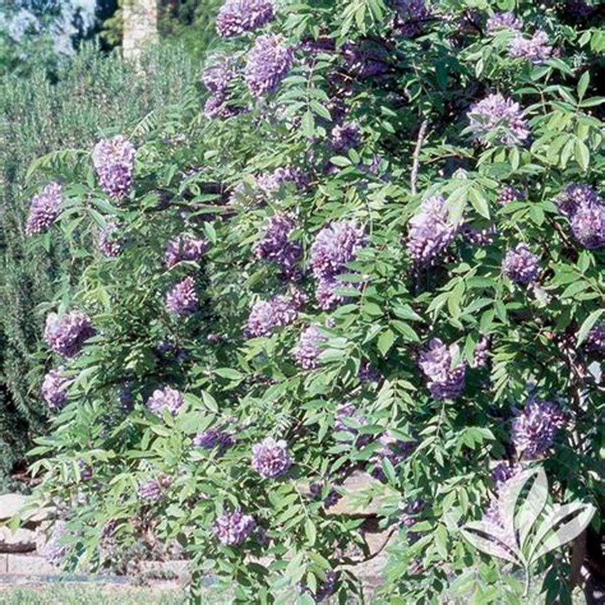 Blue Moon Wisteria - Staked