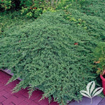 Greenmound Procumbens Juniper