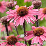 SunSeekers® Pink Grapefruit Coneflower