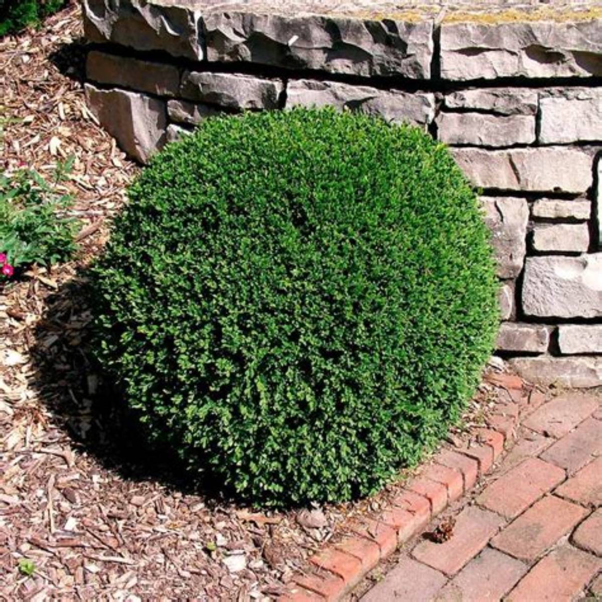 Wintergreen Boxwood