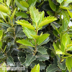 Monarch™ Purple Holly