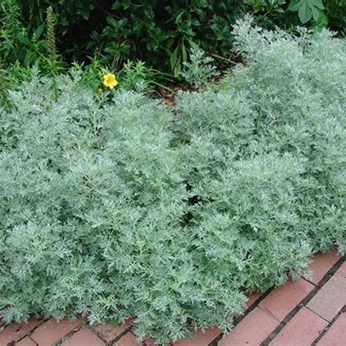 Powis Castle Artemisia