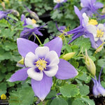Earlybird™ Blue White Columbine
