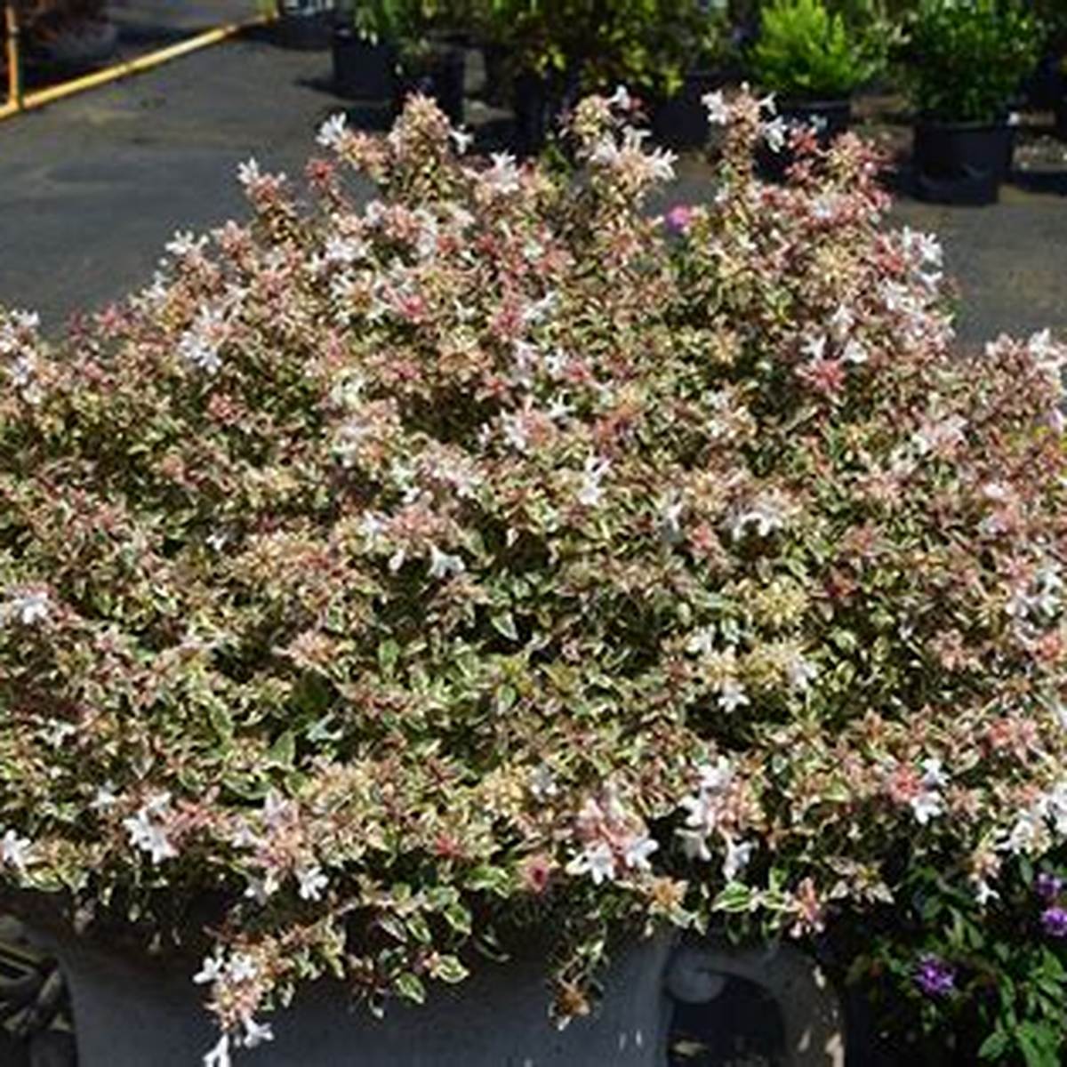 Milky Way™ Abelia