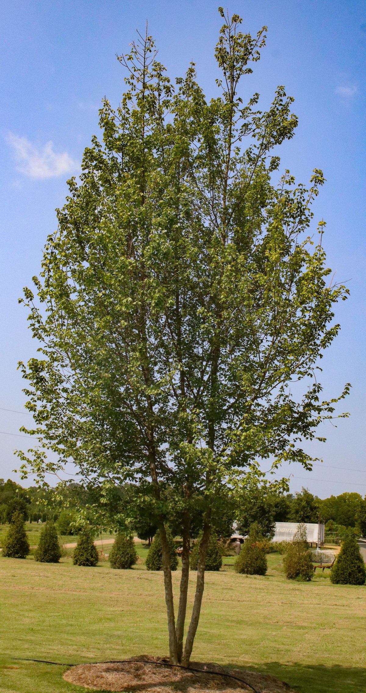 Trident Maple Clump Tree
